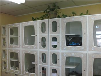Cat condos in Gulf Shores, AL - Cat Boarding.