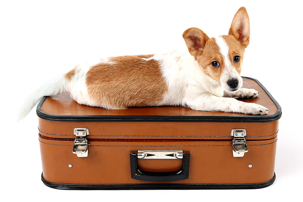 Luxury Pet Boarding in Baldwin County, Alabama