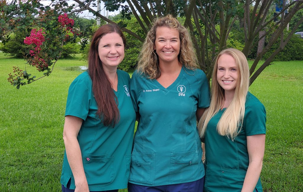 Veterinary Cat Boarding in South Baldwin County, AL